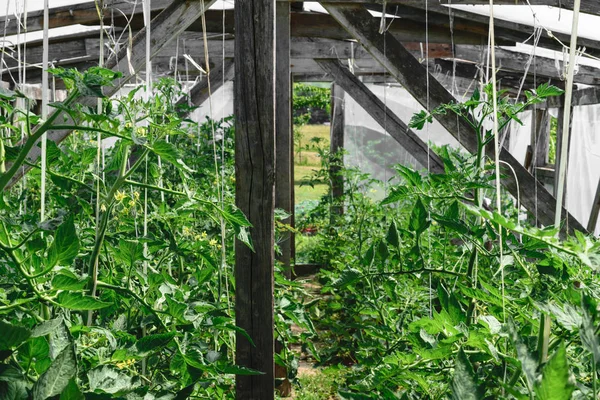Sera domates bitkileri kırsal ile iç görünüm