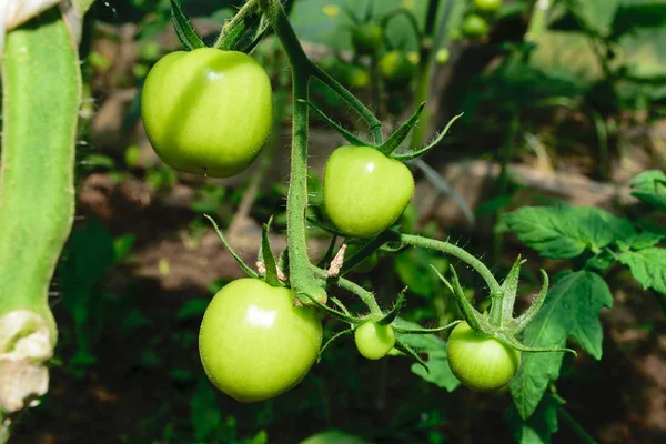 Jonge Onrijpe Groene Tomaat Groeiende Kas Platteland — Stockfoto