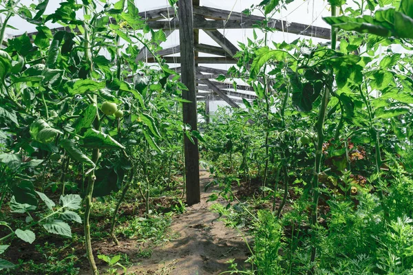 Sera domates bitkileri kırsal ile iç görünüm