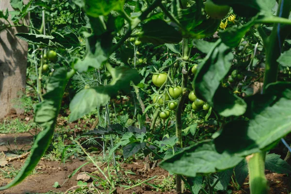 Jonge Onrijpe Groene Tomaat Groeiende Kas Platteland — Stockfoto