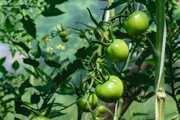 Jonge Onrijpe Groene Tomaat Groeiende Kas Platteland — Stockfoto