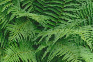 Ferns leaves green foliage in soft colors background surface clipart