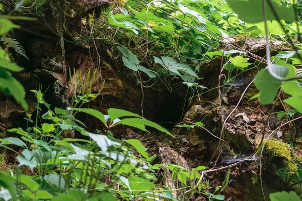 Hintergrund Oberfläche Des Alten Baumstamms Umgeben Von Farnen Und Kletterpflanzen — Stockfoto