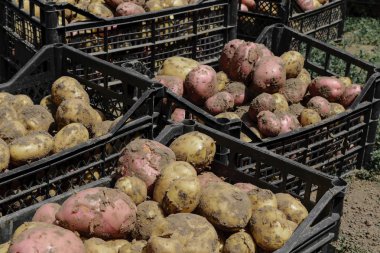 Siyah Plastik kutular içinde taze kırmızı ve kahverengi patates