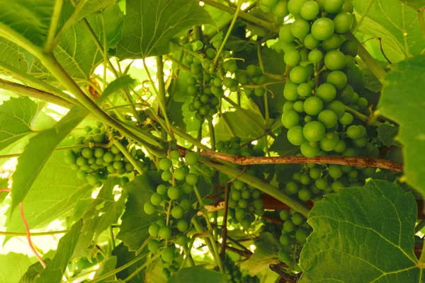 Зеленый Незрелый Виноград Фоне Близкие Виноград Фокусе — стоковое фото