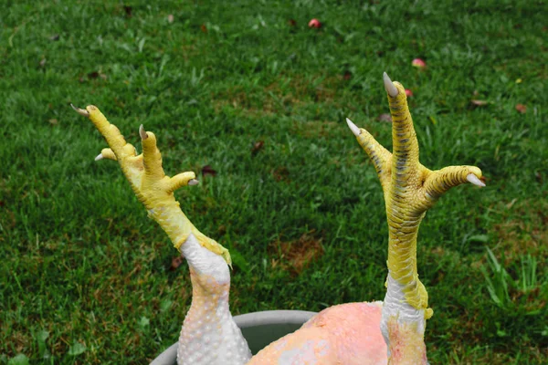 Abstrakte Komposition Aus Gelben Hühnerkrallen Vor Dem Grünen Grashintergrund — Stockfoto