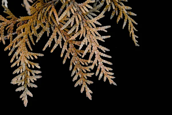 Droog Bruin Cypress Verlaat Zwarte Achtergrond Oppervlak — Stockfoto
