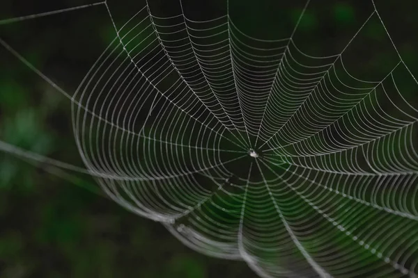 Hanging spider web in front of the green and blurry nature background. One part of spider web is in focus, other is blurred