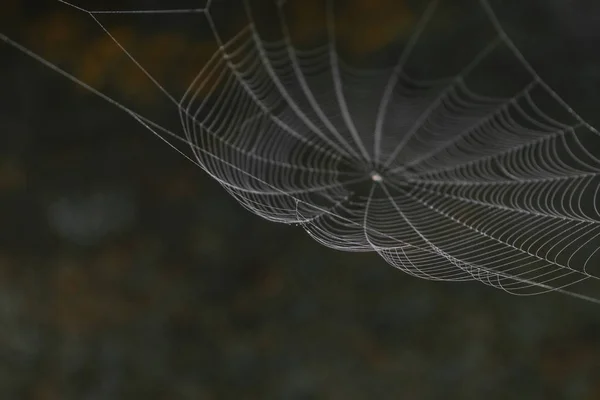 Hanging spider web in front of the brown and blurry nature background. One part of spider web is in focus, other is blurred