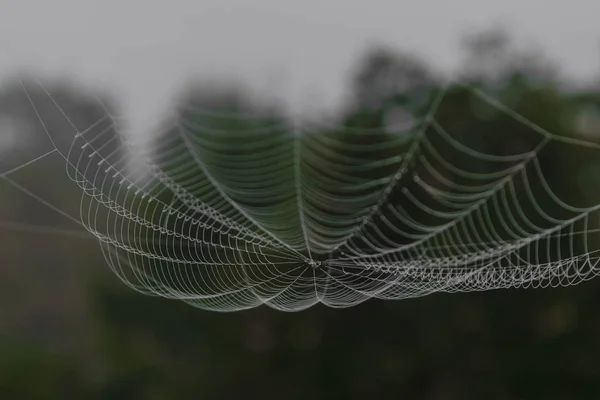 Hanging spider web in front of the green and blurry nature background at foggy day. One part of spider web is in focus, other is blurred