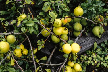 Sarı ayva meyve kırsal Bush büyüyen demet