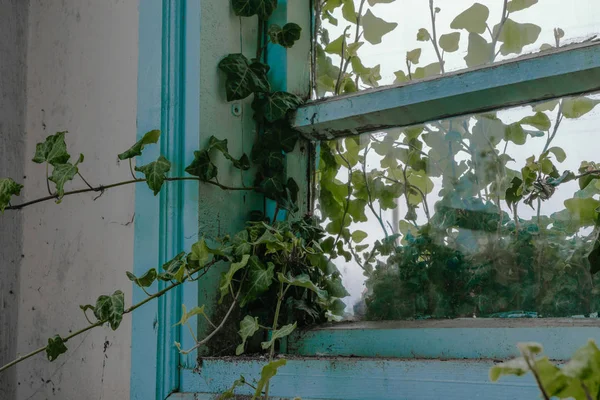 Kırık Penceresinden Terk Edilmiş Içinde Büyüyen Sarmaşık Bitki — Stok fotoğraf