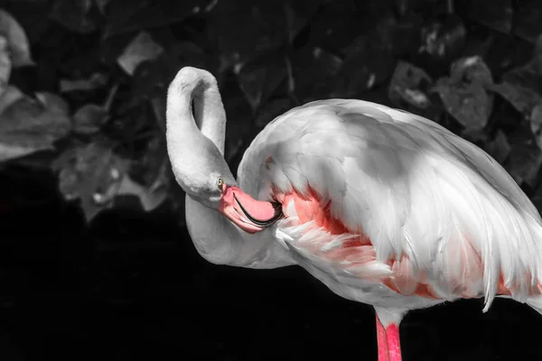 Rosafarbener Flamingo Vor Schwarz Weißem Regenwald Hintergrund — Stockfoto