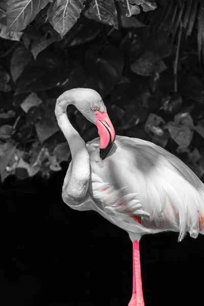 Pink Flamingo Front Black White Rainforest Foliage Background — Stock Photo, Image