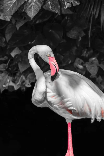 Rosafarbener Flamingo Vor Schwarz Weißem Regenwald Hintergrund — Stockfoto