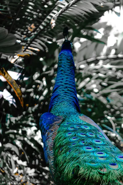 Pfau Sucht Laut Und Verschwommen Abstrakte Farben Regenwald Hintergrund — Stockfoto