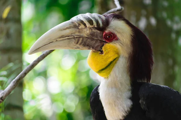 Retrato Colorido Pájaro Carey Cornezuelo Macho Sentado Rama Selva Tropical — Foto de Stock