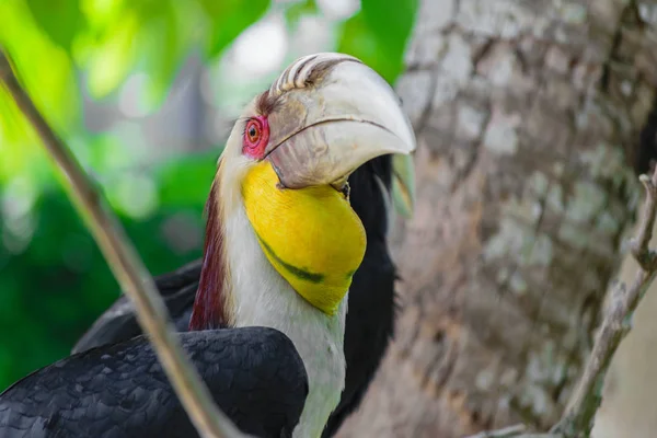Retrato Colorido Pájaro Carey Cornezuelo Macho Sentado Rama Selva Tropical — Foto de Stock