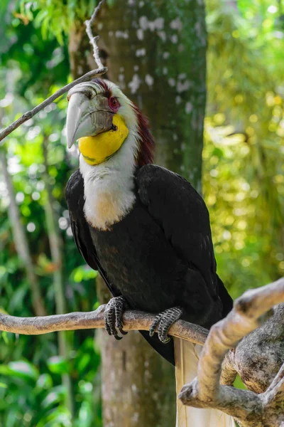 Retrato Colorido Pájaro Carey Cornezuelo Macho Sentado Rama Selva Tropical — Foto de Stock