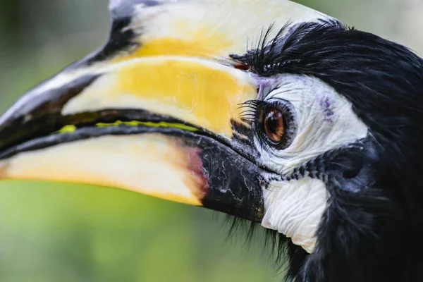 Portrait Von Bunten Großen Hornvogel Vogel Grünem Laub Hintergrund — Stockfoto