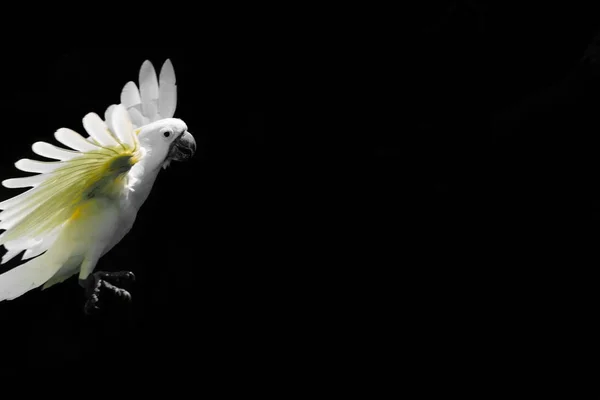Flying White Sulphur Crested Cockatoo Isolated Black Background Free Space — Stock Photo, Image