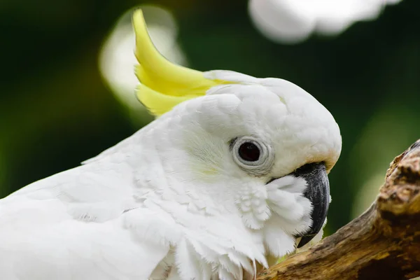 Retrato Cacatúa Crestada Azufre Blanca Descansando Rama — Foto de Stock