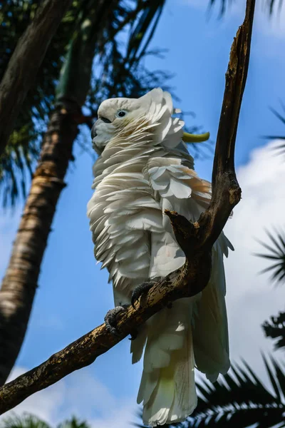 Weißer Schwefelhaubenkakadu Mit Flauschigen Federn Sitzt Auf Zweigen Blauem Himmel — Stockfoto