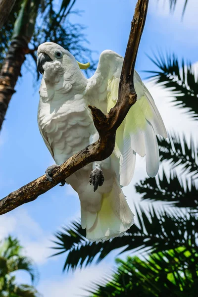 Weißer Schwefelhaubenkakadu Sitzt Auf Zweigen Blauem Himmel Und Palmen Hintergrund — Stockfoto