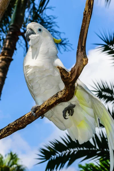 Kakadu Biała Siarki Crested Siedzi Gałęzi Niebieskim Tle Niebo Palmy — Zdjęcie stockowe