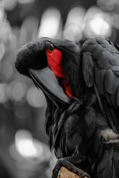 Cacatúa Palma Negra Con Mejilla Roja Fondo Bosque Tropical Blanco — Foto de Stock