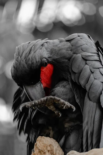 Schwarzer Palmenkakadu Mit Roter Wange Schwarz Weißen Tropenwald Hintergrund — Stockfoto