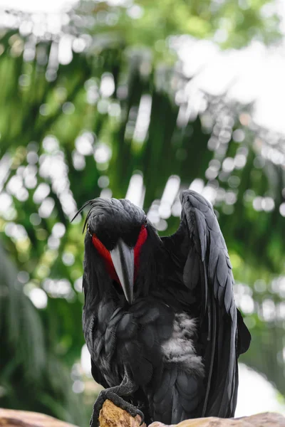 Schwarzer Palmenkakadu Mit Roter Wange Grünem Und Verschwommenem Tropenwald Hintergrund — Stockfoto