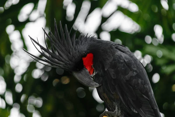 Cockatoo di palma nera con guancia rossa su sfondo verde e foresta tropicale sfocata — Foto Stock