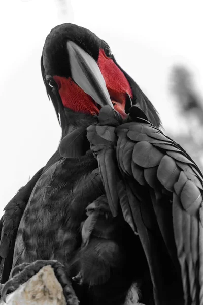 Curioso cacatua di palma nera con ritratto guancia rossa — Foto Stock