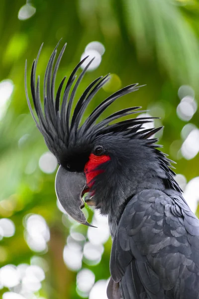 Cockatoo di palma nera con guancia rossa su sfondo verde e foresta tropicale sfocata — Foto Stock