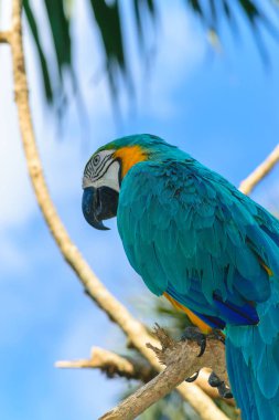 Şube mavi gökyüzü önünde oturan mavi-sarı Amerika papağanı papağan