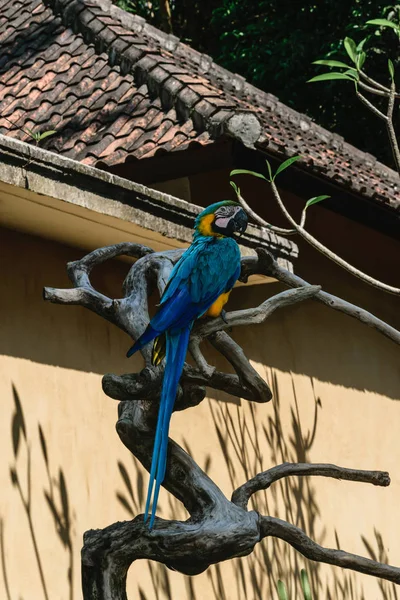 Kék Sárga Ara Papagáj Ágon Bézs Ház Előtt — Stock Fotó