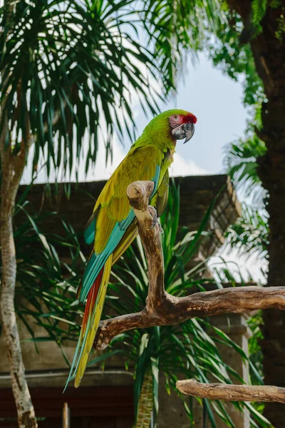 Military Macaw parrot sitting on the branch in front of palm trees ant temple