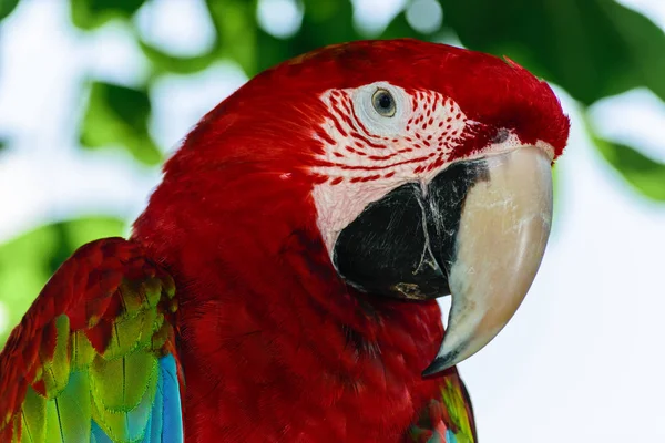 Retrato Loro Guacamayo Rojo Verde Posando Para Cámara — Foto de Stock