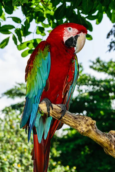 Vörös Zöld Ara Papagáj Ágon Pálmafák Előtt — Stock Fotó