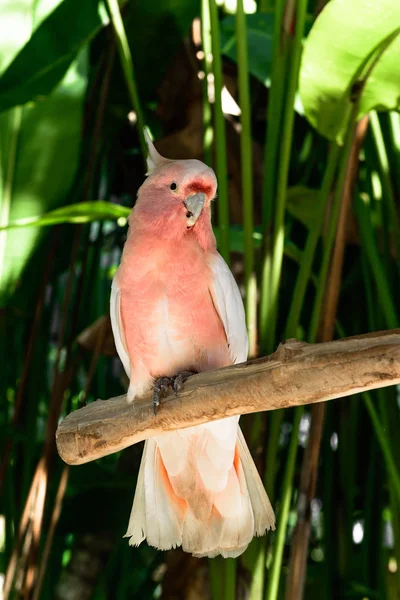 Riesenmitchell Kakadu Papagei Sitzt Auf Dem Ast Vor Grünen Palmen — Stockfoto