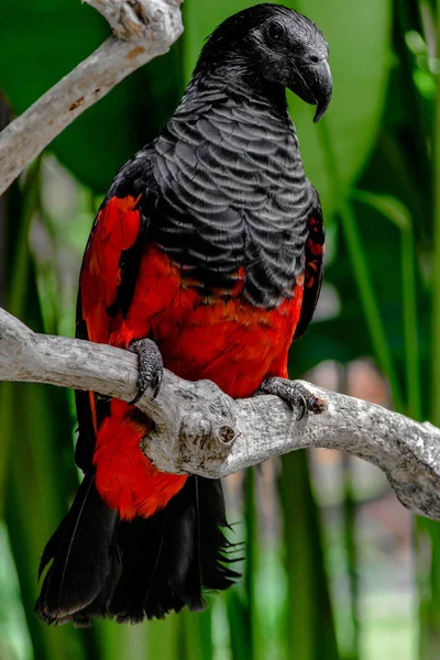 Nagy Fekete Piros Pesquets Papagáj Ágon Zöld Pálmafák Előtt — Stock Fotó