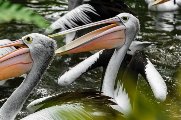 Pelikane Schwimmen Pool Regenwald Von Bali Indonesien — Stockfoto