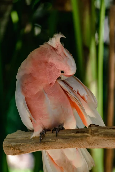 坐在绿色棕榈树前树枝上的米切尔大鹦鹉 — 图库照片