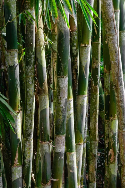 Forêt Tropicale Sombre Avec Fond Bambou Vert Croissant — Photo