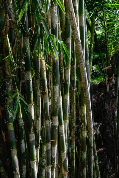 Forêt Tropicale Sombre Avec Fond Bambou Vert Croissant — Photo