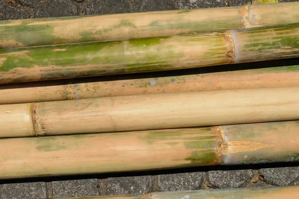 Enorme Preparado Para Construções Troncos Bambu Amarelo Colocados Chão — Fotografia de Stock