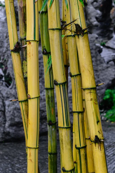 Troncos Bambu Amarelo Frente Fundo Pedra Cinza — Fotografia de Stock