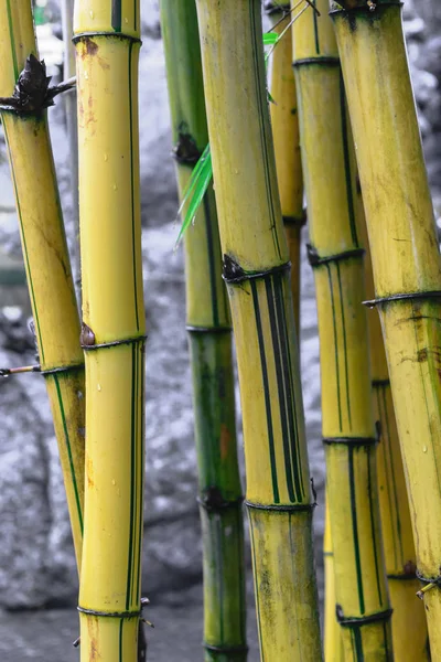 Жовті Бамбукові Стовбури Перед Сірим Кам Яним Фоном — стокове фото