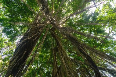 Büyük ve yeşil yağmur ormanı ağaç ve büyük bir sürü yerden görünümü kadar liana asılı